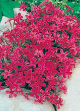 Load image into Gallery viewer, Phlox 'Red Wings'