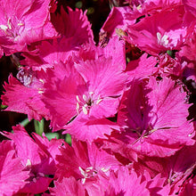 Load image into Gallery viewer, Dianthus 'Vivid Bright Light'