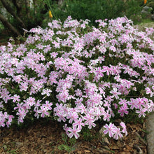 Load image into Gallery viewer, Phlox 'Candy Stripe'