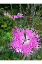 Load image into Gallery viewer, Dianthus 'Rockin'™ Purple'