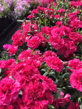 Load image into Gallery viewer, Dianthus 'Oscar® Cherry + Velvet'