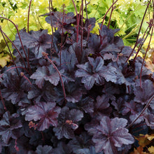 Load image into Gallery viewer, Heuchera 'Obsidian'