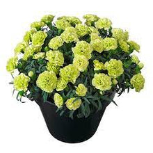 Load image into Gallery viewer, Dianthus Flow® 'Apella Beach®'