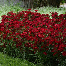 Load image into Gallery viewer, Dianthus 'Rockin'™ Red'