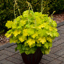 Load image into Gallery viewer, Heuchera 'Lemon Supreme'