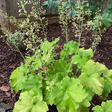 Load image into Gallery viewer, Heuchera 'Guacamole'