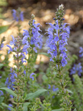 Load image into Gallery viewer, Salvia 'Blue Hill'