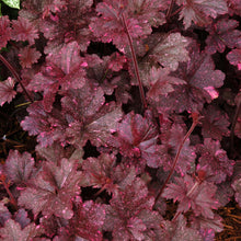 Load image into Gallery viewer, Heuchera 'Midnight Rose'
