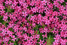 Load image into Gallery viewer, Phlox 'Scarlet Flame'