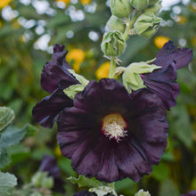 Load image into Gallery viewer, Alcea 'Blacknight'