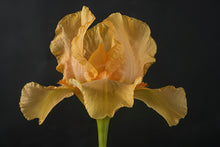 Load image into Gallery viewer, German Iris 'Many Mahalos'