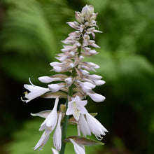Load image into Gallery viewer, Hosta 'Elegans'