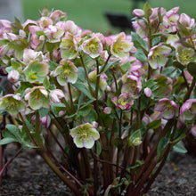 Load image into Gallery viewer, Helleborus Frostkiss® 'Glenda's Gloss'
