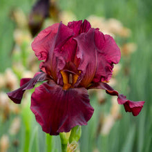 Load image into Gallery viewer, German Iris 'Bernice's Legacy'
