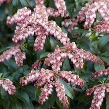 Load image into Gallery viewer, Pieris 'Katsura'