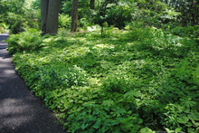Load image into Gallery viewer, Asarum canadense - Wild Ginger