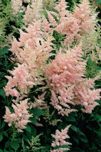 Load image into Gallery viewer, Astilbe 'Peach Blossom'