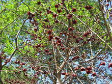 Load image into Gallery viewer, Pawpaw Tree