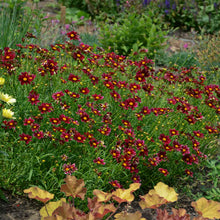 Load image into Gallery viewer, Coreopsis Big Bang™ 'Mercury Rising'