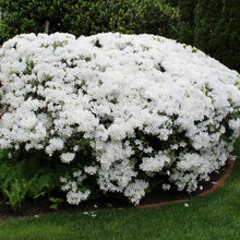 Load image into Gallery viewer, Azalea 'Delaware Valley White'