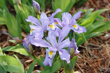 Load image into Gallery viewer, Iris cristata