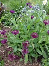 Load image into Gallery viewer, Centaurea 'Amethyst Dream'