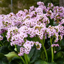 Load image into Gallery viewer, Bergenia 'Fairytale Romance'