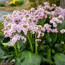 Load image into Gallery viewer, Bergenia 'Fairytale Romance'