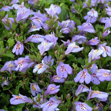 Load image into Gallery viewer, Mazus reptans