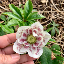 Load image into Gallery viewer, Helleborus 'Confetti Cake'