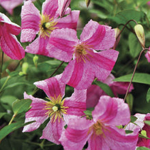 Load image into Gallery viewer, Clematis 'Pink Mink'
