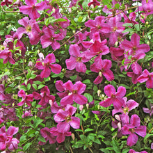 Load image into Gallery viewer, Clematis 'Pink Mink'