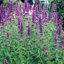 Load image into Gallery viewer, Agastache 'Blue Boa'