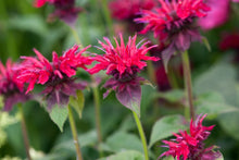 Load image into Gallery viewer, Monarda 'Fireball'