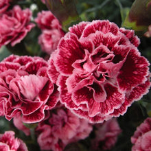 Load image into Gallery viewer, Dianthus Scent First® 'Sugar Plum'