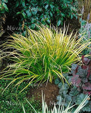 Load image into Gallery viewer, Acorus 'Ogon'