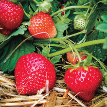 Load image into Gallery viewer, Strawberry 'Eclair'