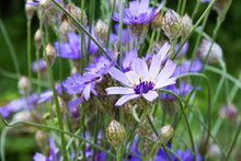 Load image into Gallery viewer, Catananche caerulea