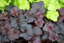 Load image into Gallery viewer, Heuchera 'Obsidian'