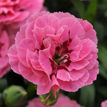 Load image into Gallery viewer, Dianthus 'Oscar® Cherry + Velvet'
