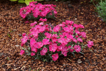 Load image into Gallery viewer, Dianthus 'Vivid Bright Light'