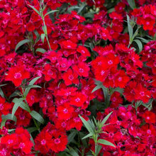 Load image into Gallery viewer, Dianthus 'Rockin'™ Red'