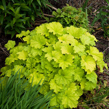 Load image into Gallery viewer, Heuchera 'Guacamole'