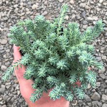 Load image into Gallery viewer, Sedum 'Blue Spruce'