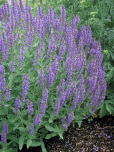 Load image into Gallery viewer, Salvia 'Blue Hill'