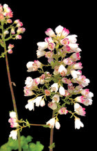 Load image into Gallery viewer, Heuchera 'Lemon Supreme'