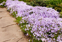 Load image into Gallery viewer, Phlox 'Candy Stripe'