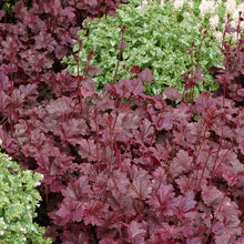 Load image into Gallery viewer, Heuchera 'Midnight Rose'