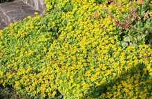 Load image into Gallery viewer, Sedum 'Weihenstephaner Gold'