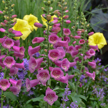 Load image into Gallery viewer, Digitalis 'Camelot™ Rose'